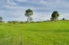 35 Vicary Lane, Orangeville, NSW 2570-Image