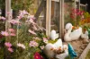 35 Waterfront Drive, Karalee, Qld 4306-Image