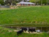 350 Tabletop Road, Bridge Creek VIC 3723-Image