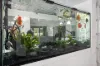 353 Vines Avenue, The Vines, WA 6069-Image