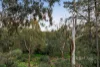 36 Bannerman Avenue, Greensborough, Vic 3088-Image
