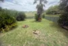 36 Fosterton Road, Dungog, NSW 2420-Image