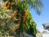 36 Frederick Street, Newtown, Qld 4305-Image