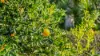 36 Kingsford Drive, Brunswick Heads, NSW 2483-Image