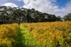 36 Mapstone Road, Margaret River, WA 6285-Image