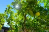36 Nelson Street, Bungalow, Qld 4870-Image