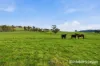 36 Redhill Road, Traralgon South, Vic 3844-Image