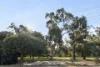 36 Rothbury Road, Embleton, WA 6062-Image
