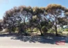 36 Ventnor Street, Wagin, WA 6315-Image