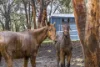 36 Wedgetail Ridge, Bullsbrook, WA 6084-Image