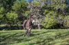 364 East Bank Road, Coramba, NSW 2450