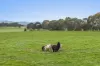 367 Wild Cherry Road, Lockwood South, Vic 3551-Image