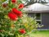 37 Eldridge Drive, Kingston, Tas 7050-Image