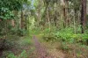 37 Figbird Crescent, Buderim, Qld 4556-Image