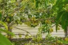 37 Fuljames Street, Proserpine, Qld 4800-Image
