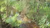 37 Jaffa Road, El Arish, Qld 4855-Image