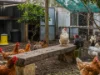 37 Marnie Road, Glen Forrest, WA 6071-Image