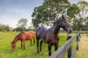 37 Pope Road, Mothar Mountain, Qld 4570-Image