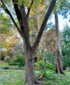 37 Venables Street, Macclesfield, SA 5153-Image