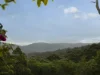 372 Mount Browne Road, Upper Orara, NSW 2450-Image
