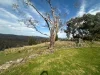 38  Billywillinga Road, Billywillinga, NSW 2795-Image