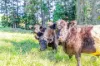 38 Collard Road, Mooloo, Qld 4570-Image