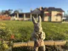 38 Panmure Road, York, WA 6302-Image