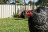 38 Railway Parade, Blackalls Park, NSW 2283-Image