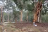 38 Scaevola Rd, Coondle, Toodyay, WA 6566-Image