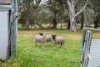 38 Stockmans Close, Oakford, WA 6121-Image