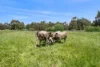 38 Wilson St, Colac, Vic 3250-Image