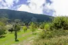 3852 Jingellic Road, Lankeys Creek, NSW 2644-Image