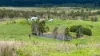 387 Ambrose Bracewell Road, Ambrose, Qld 4695
