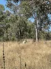 387 Ambrose Bracewell Road, Ambrose, Qld 4695-Image