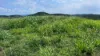 387 Ambrose Bracewell Road, Ambrose, Qld 4695-Image
