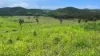 387 Ambrose Bracewell Road, Ambrose, Qld 4695-Image