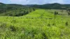 387 Ambrose Bracewell Road, Ambrose, Qld 4695-Image