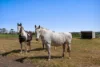 3871 Romsey Road, Darraweit Guim, Vic 3756-Image