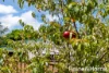 39 Fleming Street, Kandos, NSW 2848-Image