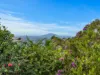 39 Gilbert Street, Buderim, Qld 4556-Image