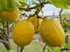 39 Shoobridge Street, Glebe, Tas 7000-Image