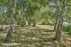 39 Slab Road, Cygnet, Tas 7112-Image