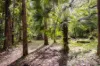 39 Smiths Road, Tinbeerwah, Qld 4563-Image