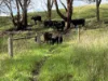 391 Joyces Road, Monegeetta, Vic 3433-Image
