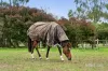 397 Millbrook-Mount Egerton Road, Gordon, Vic 3345-Image