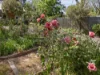 3A Pink Street, Violet Town, Vic 3669-Image