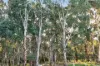 4 Appaloosa Drive, Hindmarsh Valley, SA 5211-Image