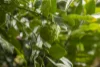 4 Breynia Court, Elanora, Qld 4221-Image