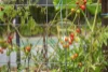 4 Breynia Court, Elanora, Qld 4221-Image