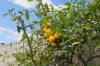 4 Bromley Place, Kingsley, WA 6026-Image